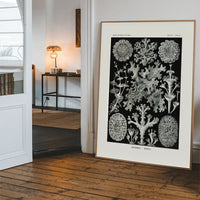Lichens Black and White Vintage Antique Print