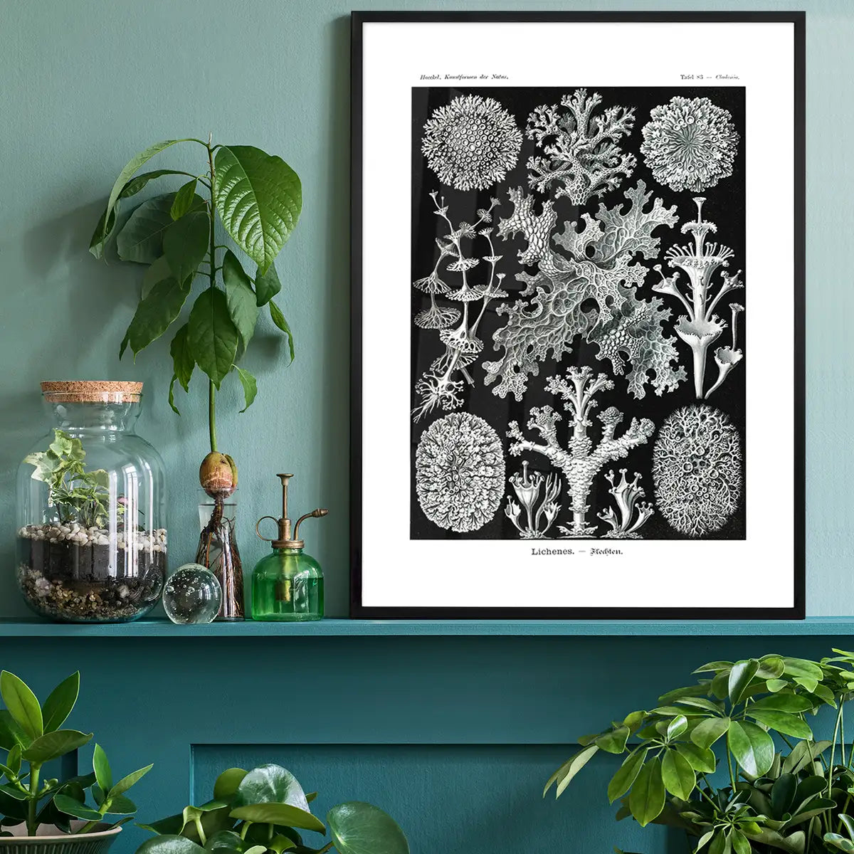 Lichens Black and White Vintage Antique Print