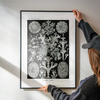 Lichens Black and White Vintage Antique Print
