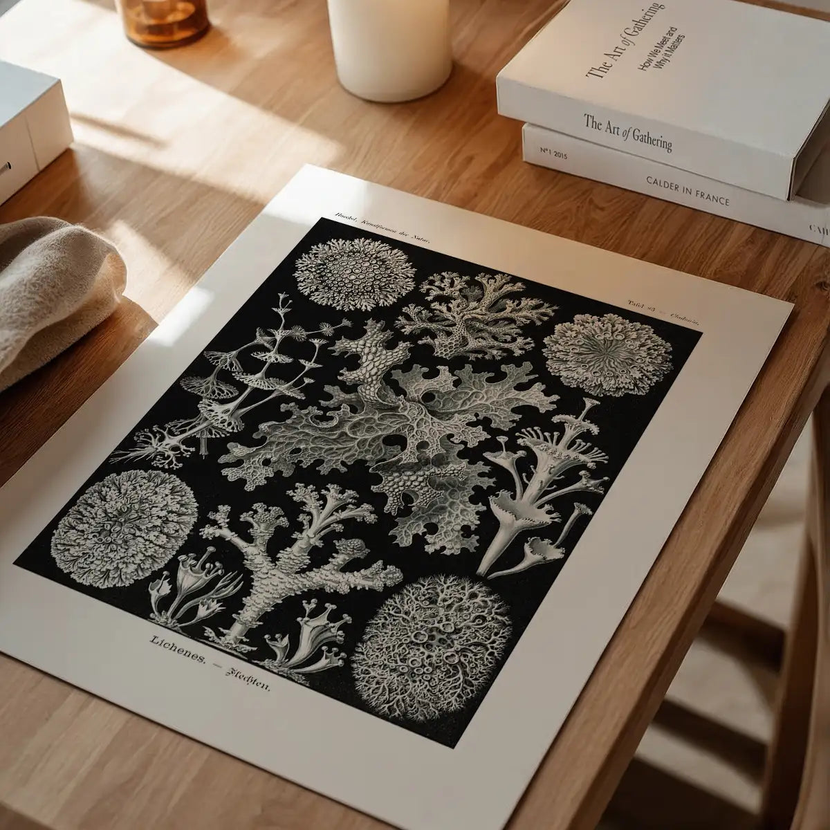 Lichens Black and White Vintage Antique Print