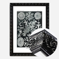 Lichens Black and White Vintage Antique Print