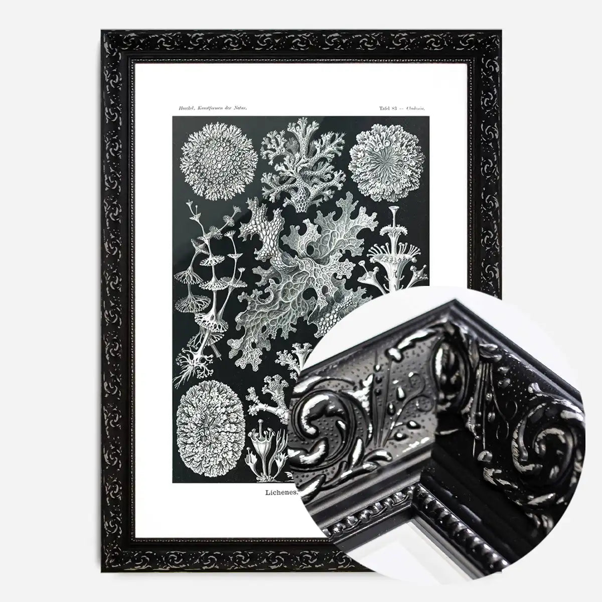 Lichens Black and White Vintage Antique Print
