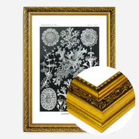 Lichens Black and White Vintage Antique Print