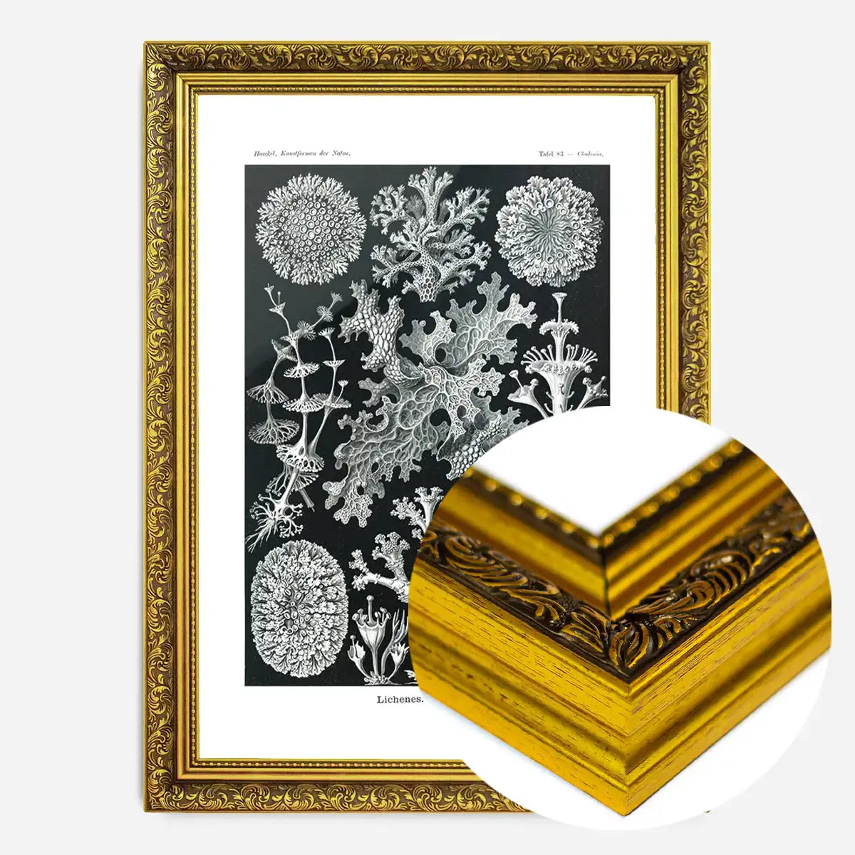 Lichens Black and White Vintage Antique Print