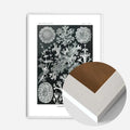 White Wood Frame