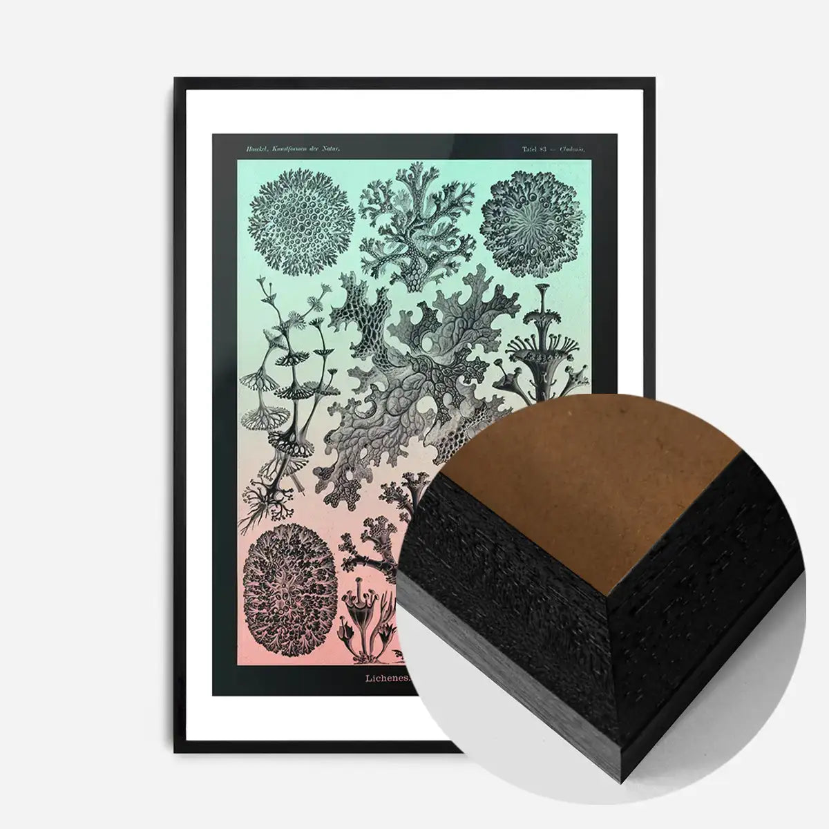 Lichens Pink and Teal Vintage Antique Print