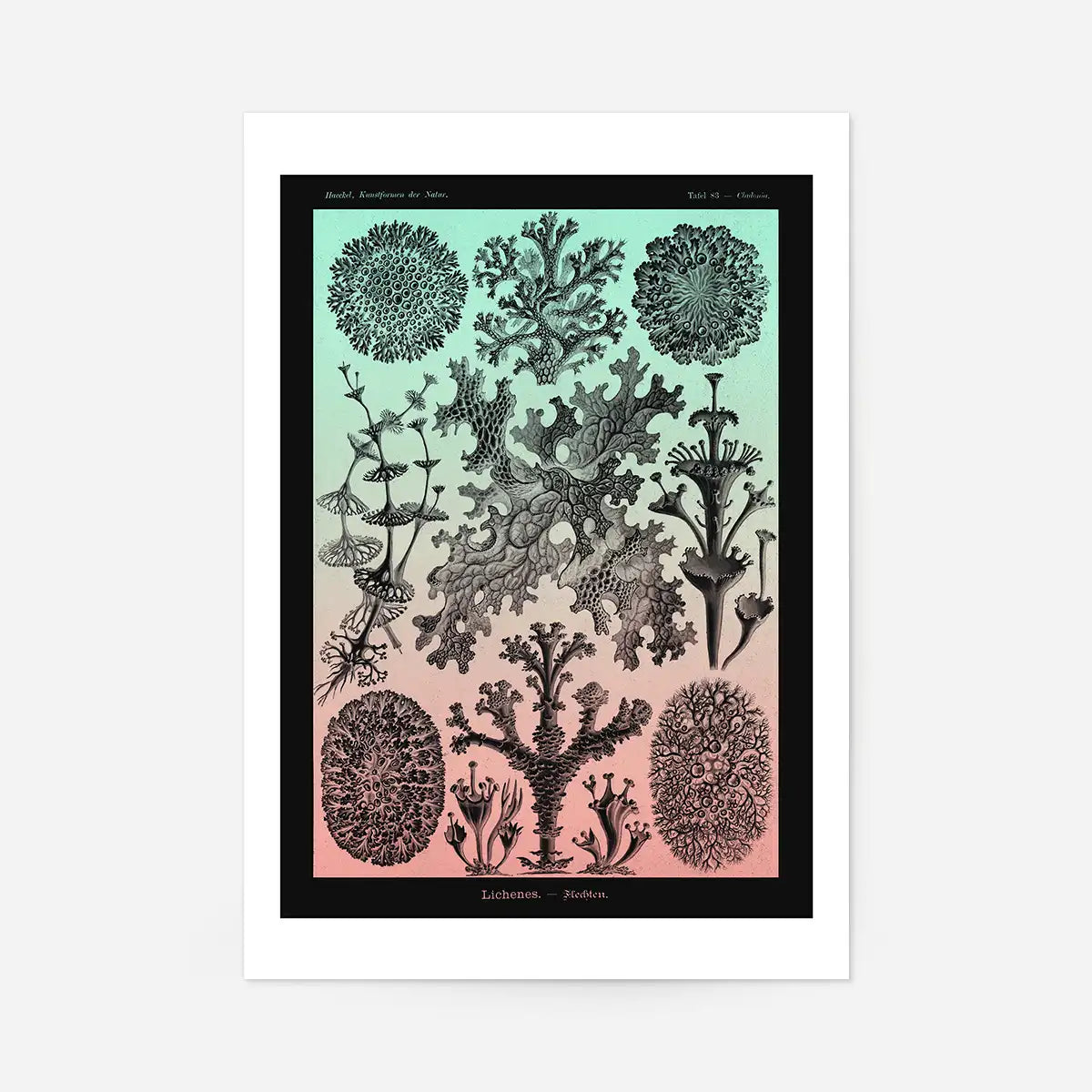 Lichens Pink and Teal Vintage Antique Print
