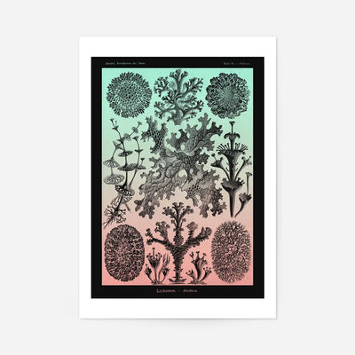 Lichens Pink and Teal Vintage Antique Print