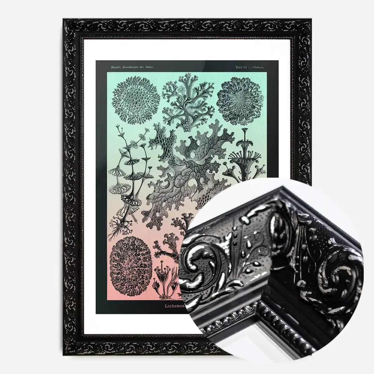 Lichens Pink and Teal Vintage Antique Print