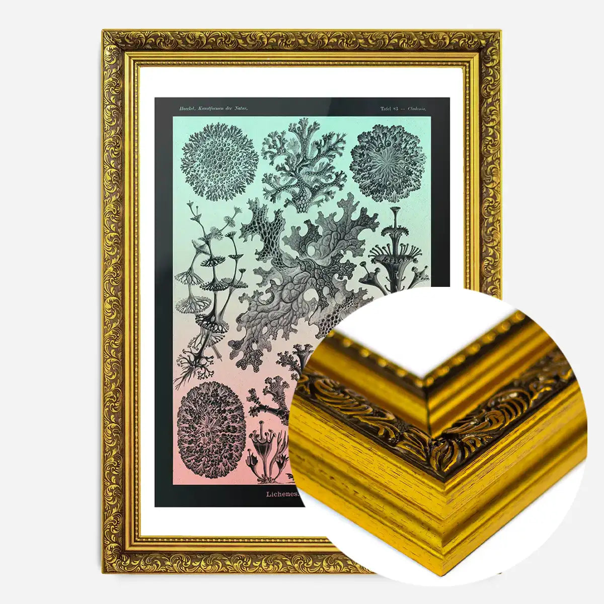 Lichens Pink and Teal Vintage Antique Print