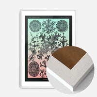 Lichens Pink and Teal Vintage Antique Print