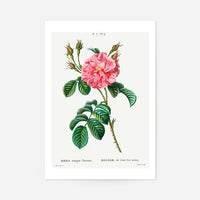 Thorny Single Rose Vintage Antique Print