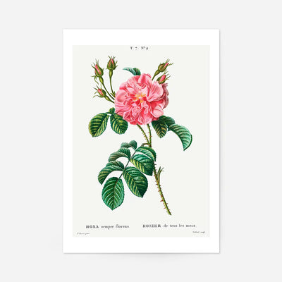 Thorny Single Rose Vintage Antique Print