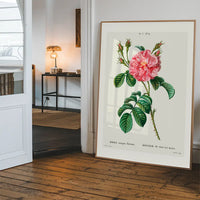Thorny Single Rose Vintage Antique Print