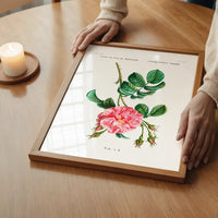 Thorny Single Rose Vintage Antique Print