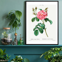 Thorny Single Rose Vintage Antique Print