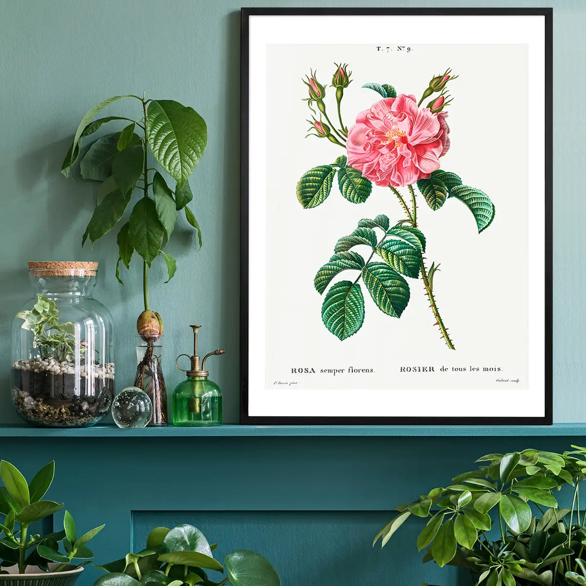 Thorny Single Rose Vintage Antique Print