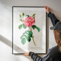 Thorny Single Rose Vintage Antique Print