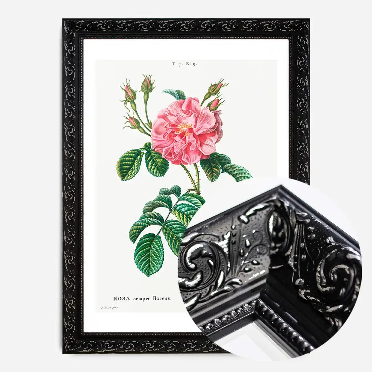 Thorny Single Rose Vintage Antique Print