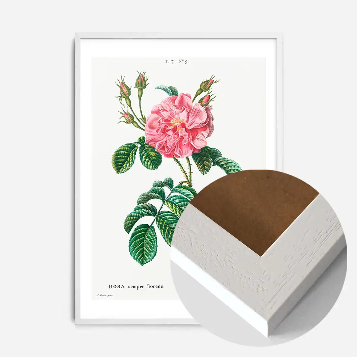 Thorny Single Rose Vintage Antique Print