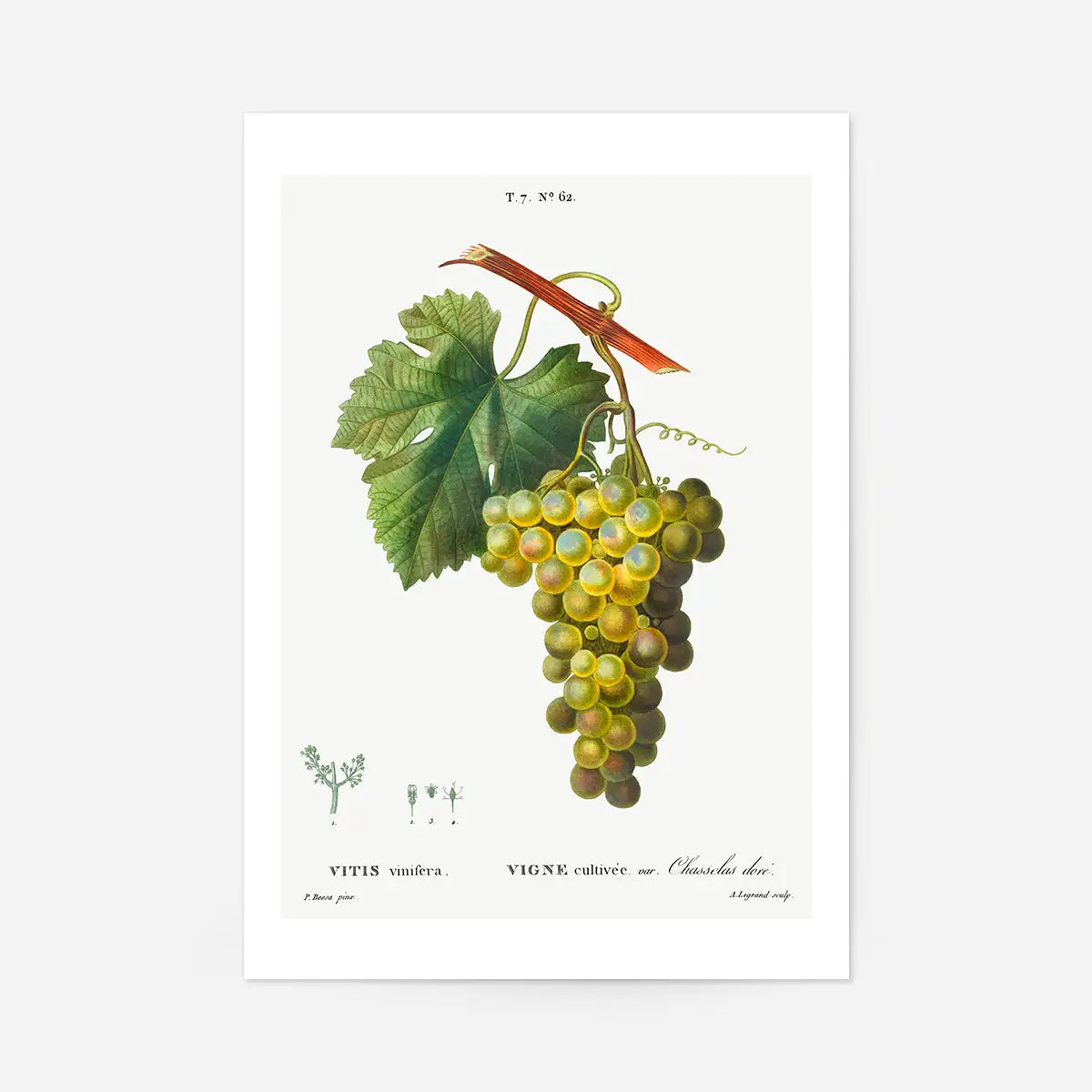 Bunch of Grapes Vintage Antique Fruit Print