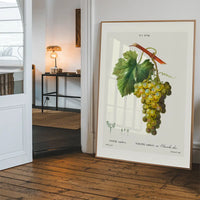 Bunch of Grapes Vintage Antique Fruit Print