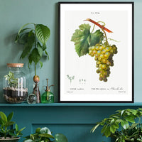 Bunch of Grapes Vintage Antique Fruit Print