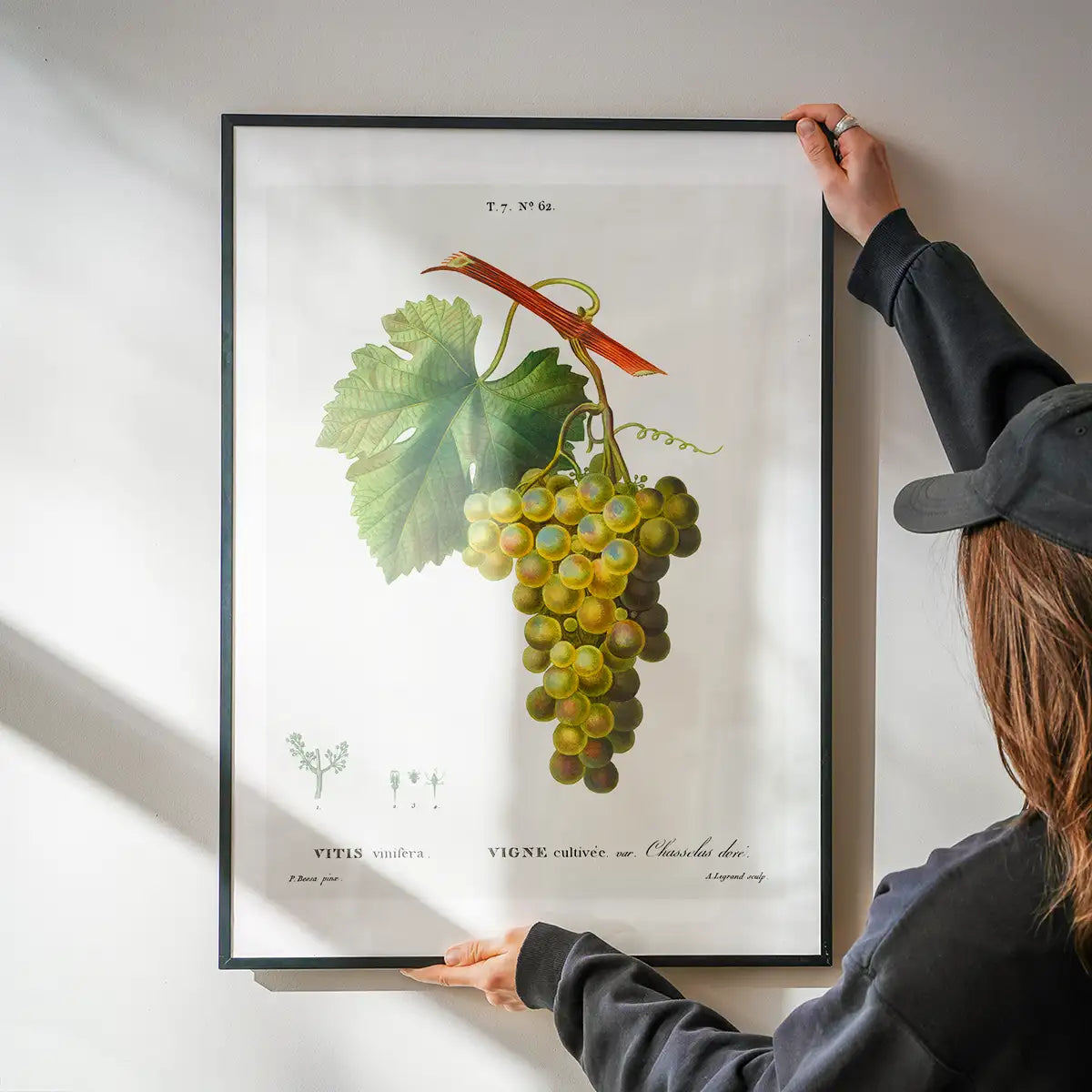 Bunch of Grapes Vintage Antique Fruit Print
