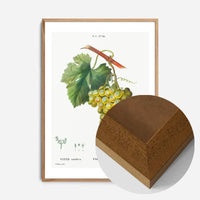 Bunch of Grapes Vintage Antique Fruit Print