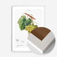 Bunch of Grapes Vintage Antique Fruit Print