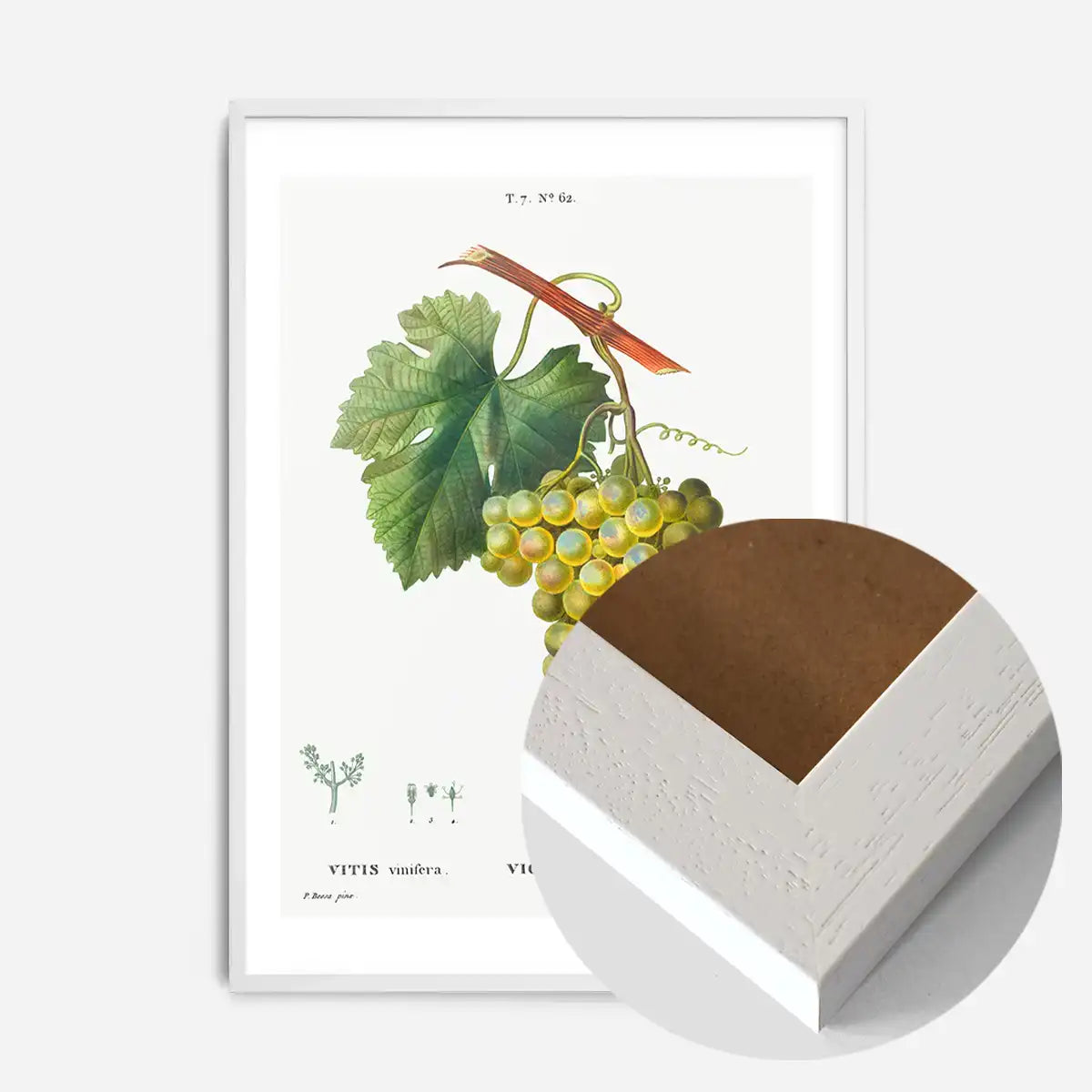 Bunch of Grapes Vintage Antique Fruit Print