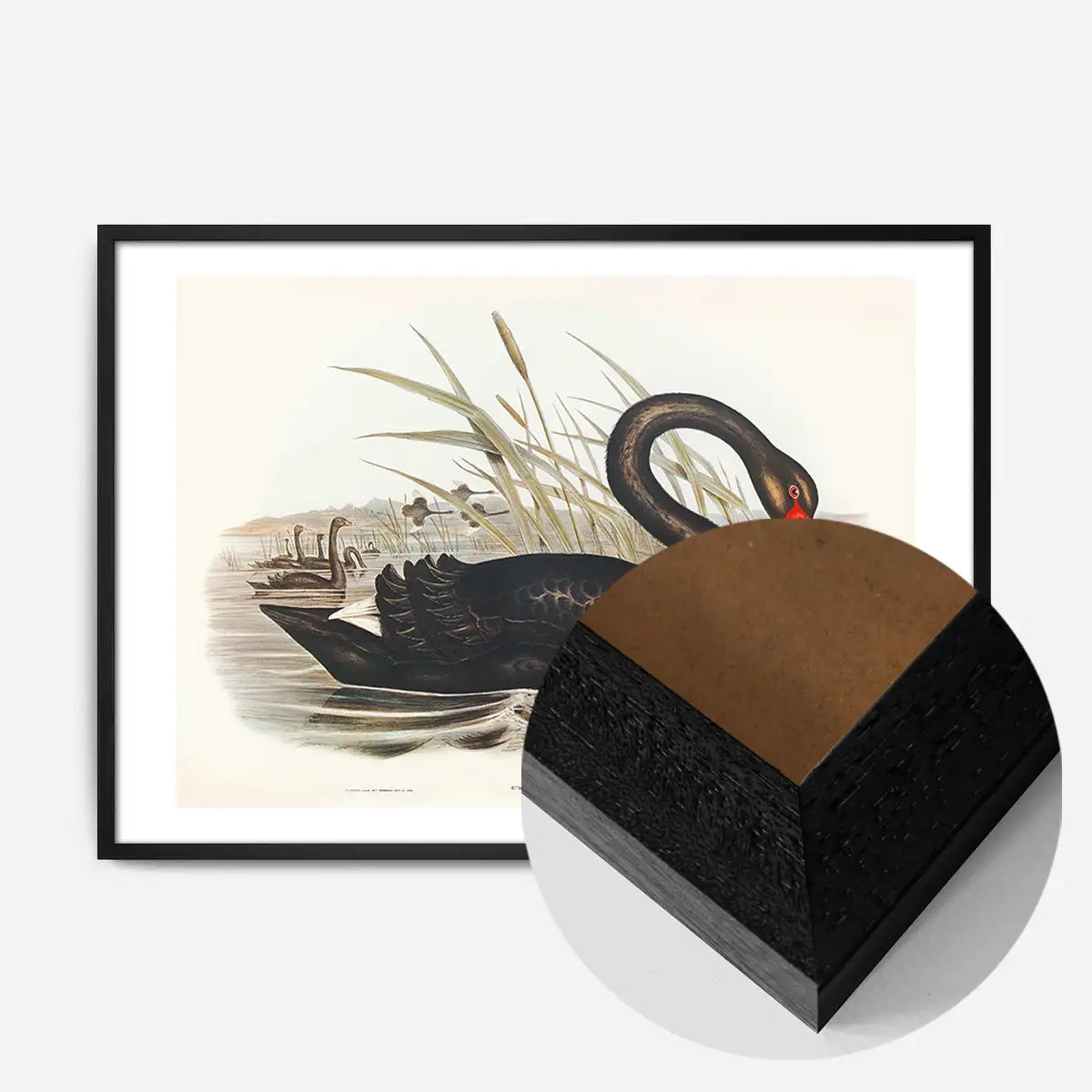Black Swan Vintage Antique Bird Print