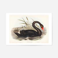 Black Swan Vintage Antique Bird Print