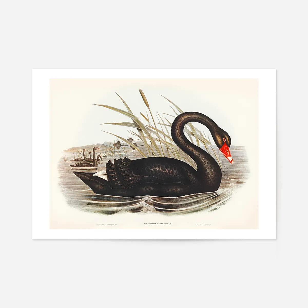 Black Swan Vintage Antique Bird Print