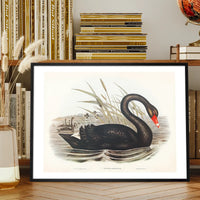 Black Swan Vintage Antique Bird Print
