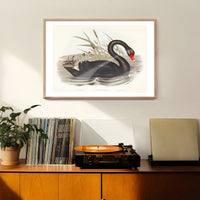 Black Swan Vintage Antique Bird Print