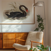 Black Swan Vintage Antique Bird Print