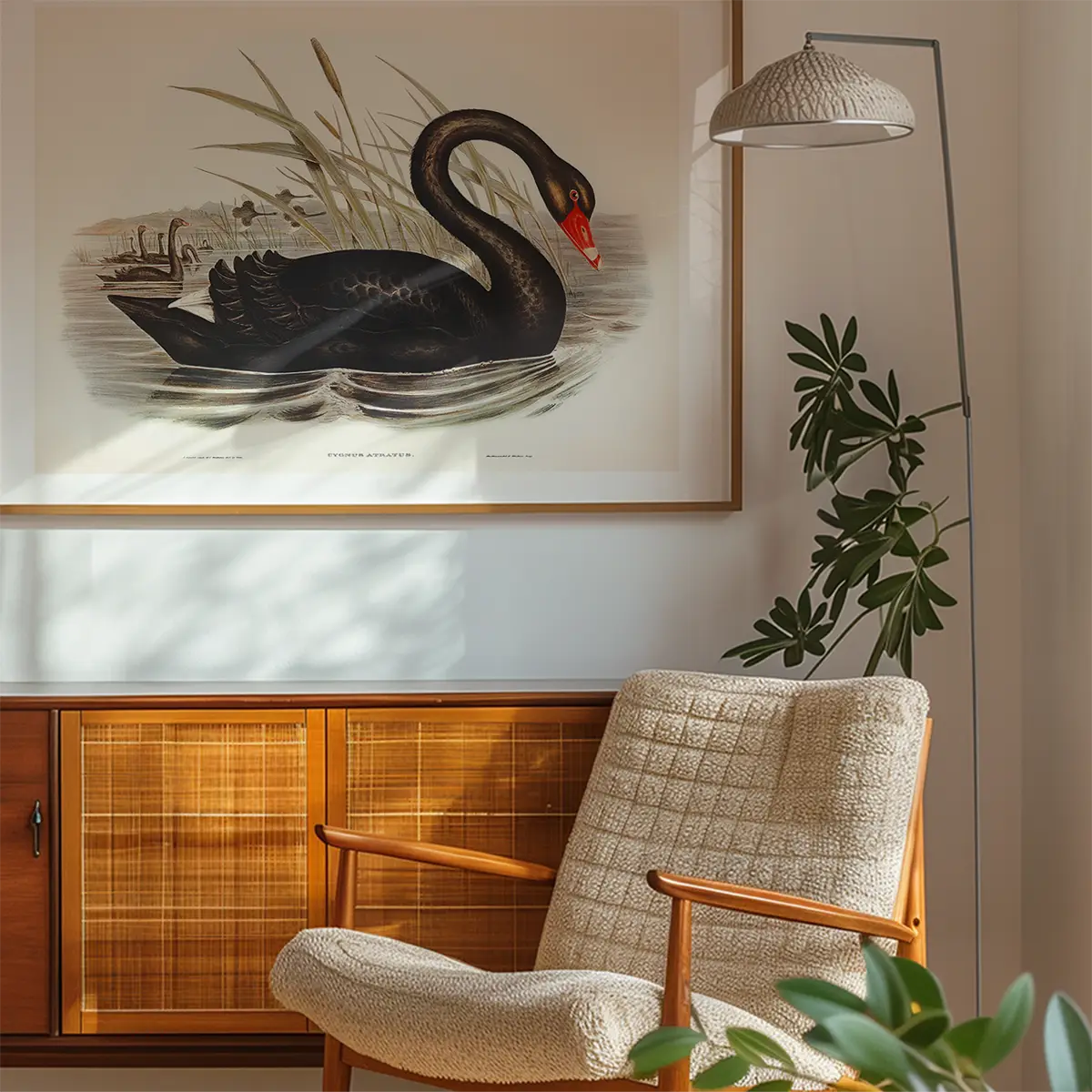 Black Swan Vintage Antique Bird Print