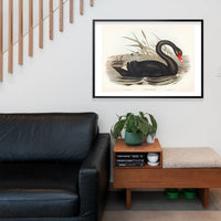 Black Swan Vintage Antique Bird Print