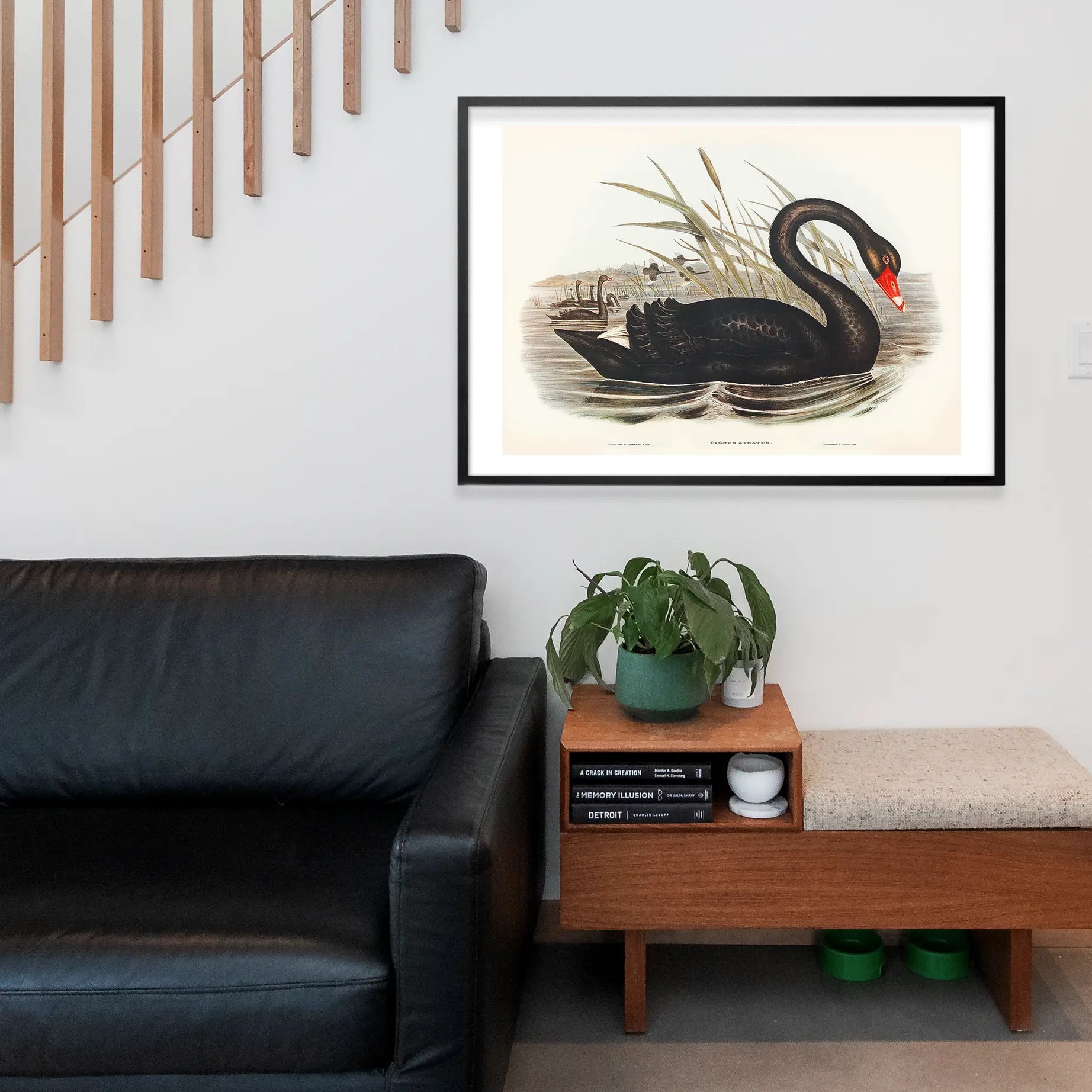 Black Swan Vintage Antique Bird Print