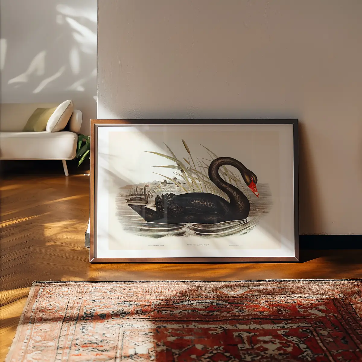 Black Swan Vintage Antique Bird Print