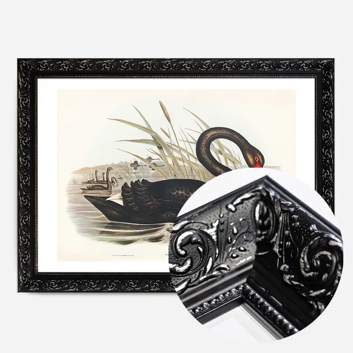 Black Swan Vintage Antique Bird Print