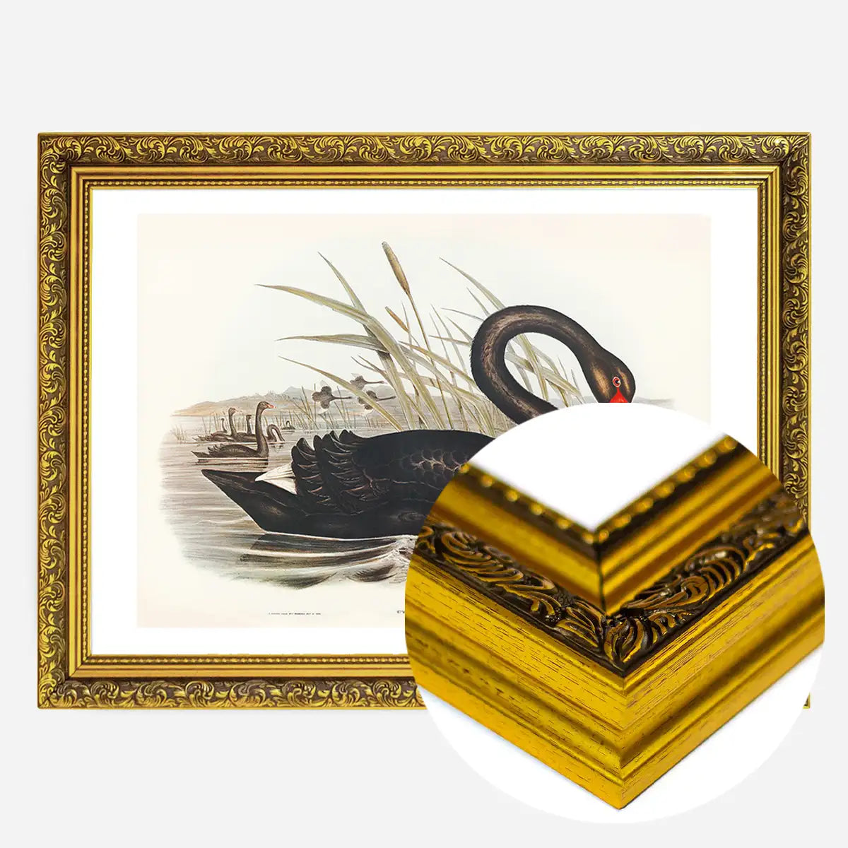 Black Swan Vintage Antique Bird Print