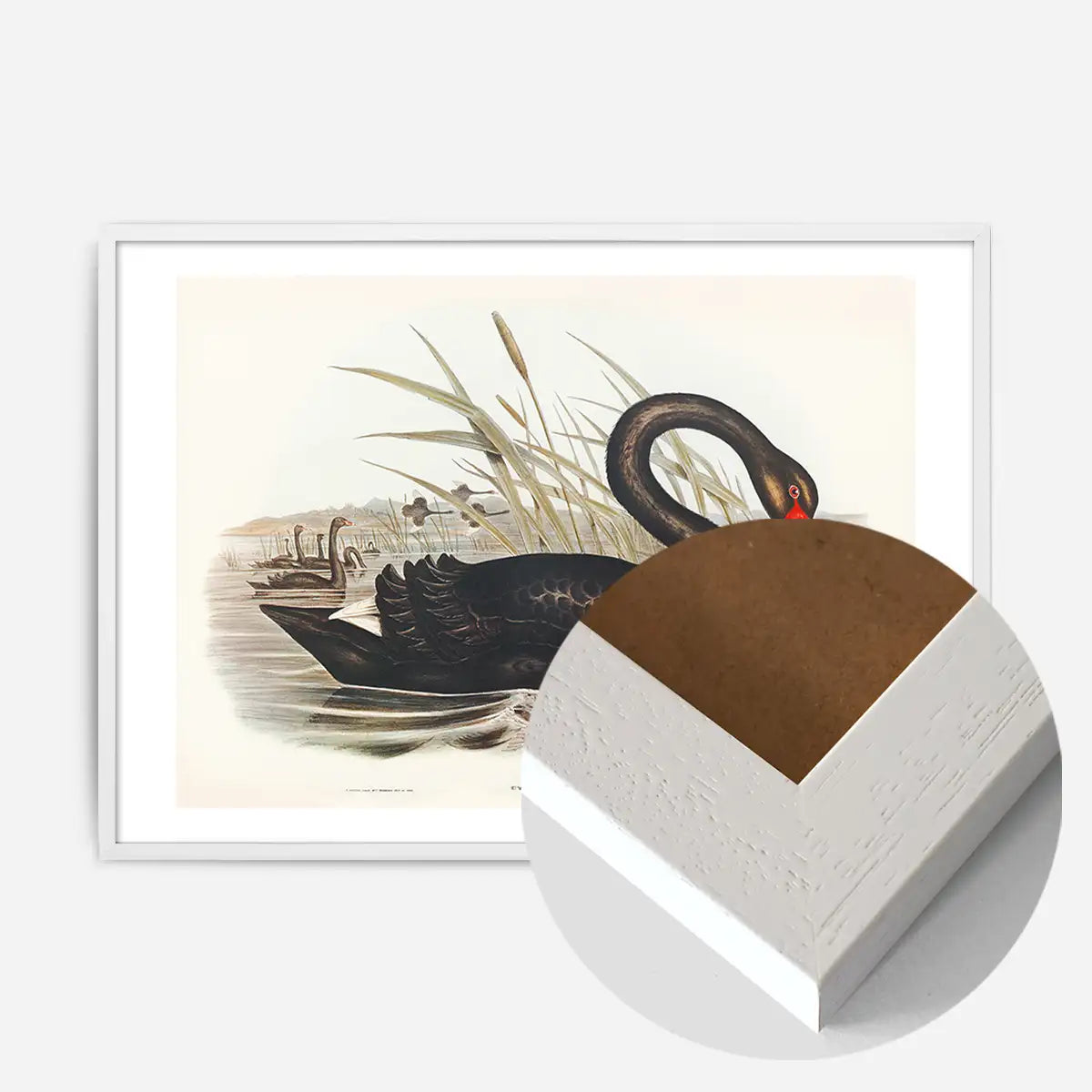 Black Swan Vintage Antique Bird Print