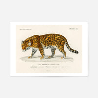 Leopard Vintage Antique Print