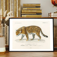 Leopard Vintage Antique Print
