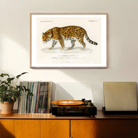 Leopard Vintage Antique Print