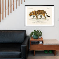 Leopard Vintage Antique Print