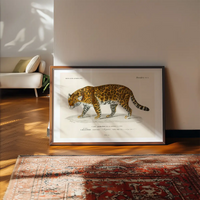 Leopard Vintage Antique Print