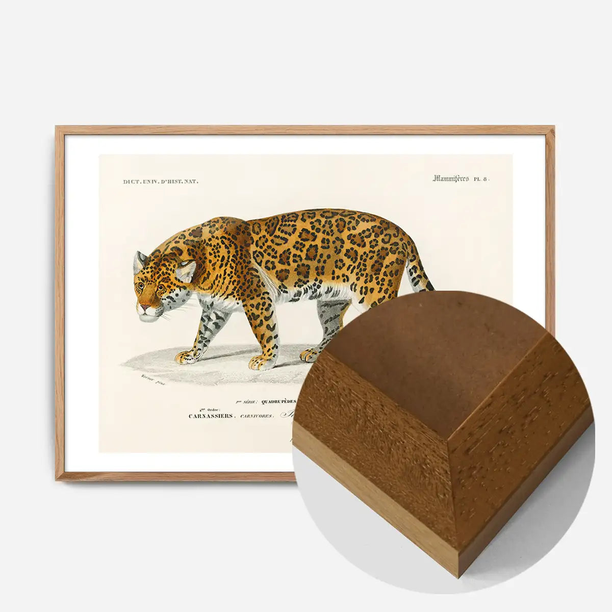 Leopard Vintage Antique Print